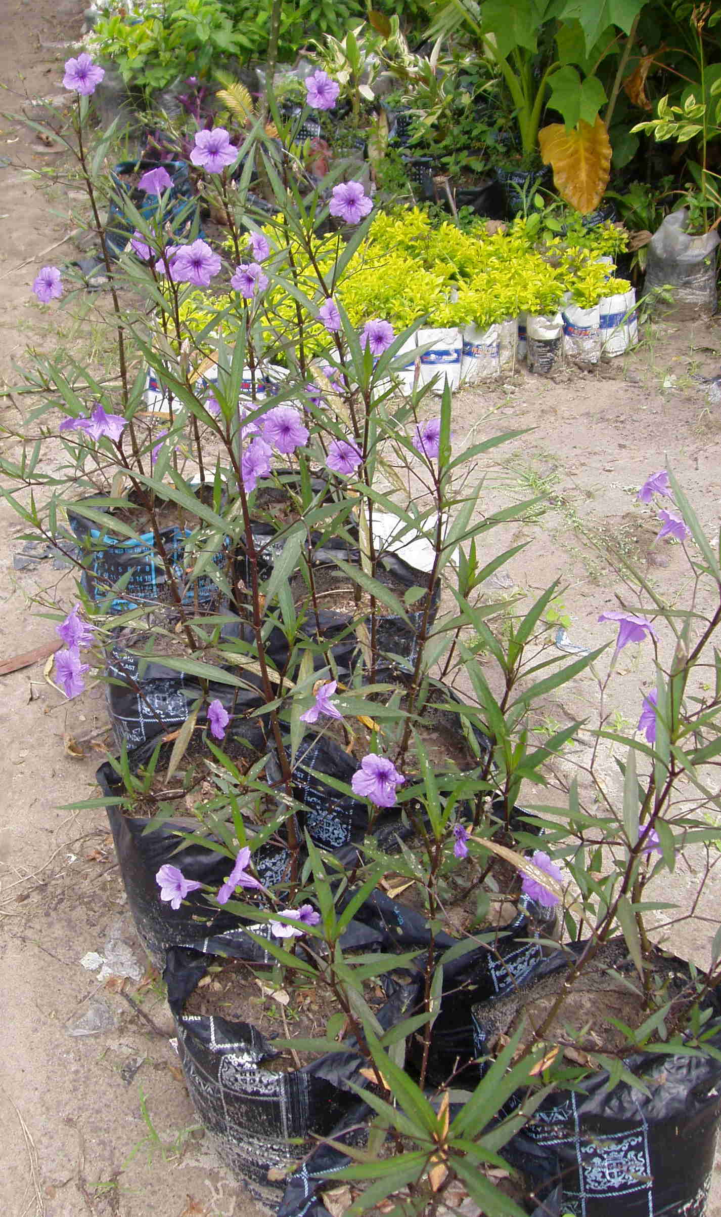 ruellia brittoniana